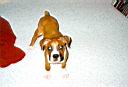 Baxter07.jpg